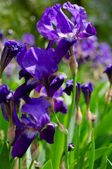 Natural iris flowers, purple, green leaves, spring. Nature, plot, natural, macro