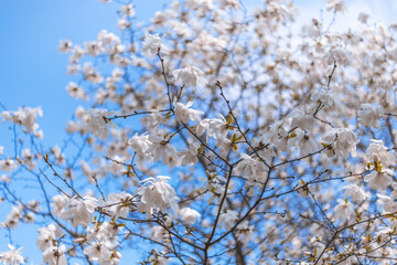 A large white magnolia blooms on a tree on a warm day