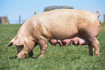 cochon porc porcelet viande elevage agriculture 