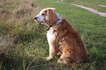 golden retriever dog