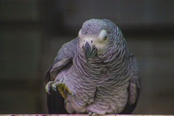 african grey parrot