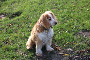 cocker spaniel puppy