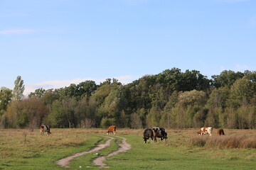cows in the field
