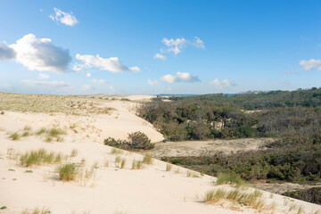 beautiful landscape of the dunes protecting the coast in the south west of France