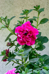 A petunia bush with many beautiful bright pink flowers.