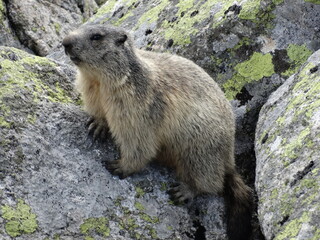 Naklejka na ściany i meble Świstak w Tatrach, Marmot, zwierzęta w górach, TPN, 