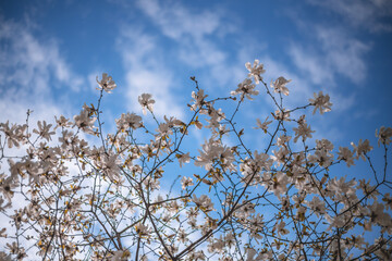 A large white magnolia blooms on a tree on a warm day