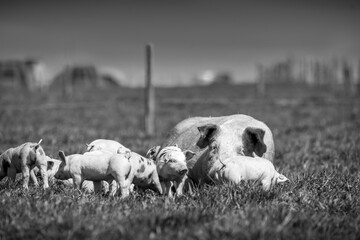 cochon porc porcelet viande elevage agriculture 