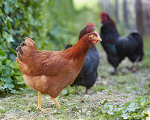 Brown and black chickens running free in the garden