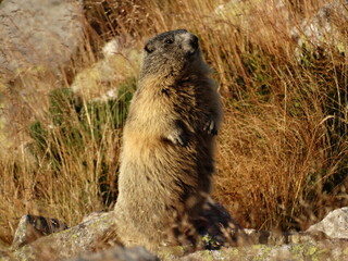 Świstak w Tatrach, Marmot, zwierzęta w górach, TPN, 