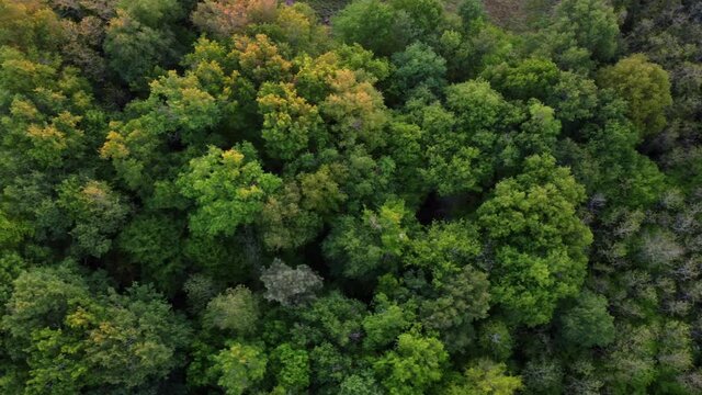 Early spring in forest aerial top view, countryside woodland, Drone zoom out oak tree above colorful texture in nature