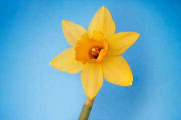 Yellow narcissus flower isolated against blue background