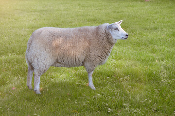 Obraz premium Flemish white sheep in the meadow