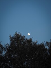 Full moon above the olive tree in blue hour