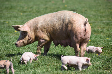 porc cochon elevage agriculture truie porcelet