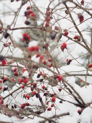 Dog-rose bush with red berries under the snow
