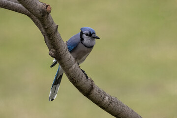 blue jay on a branch