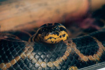 snake in the garden