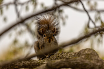 Portrait Of Squirrel On Tree