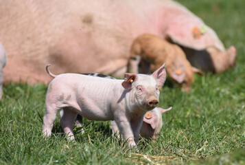 porc cochon elevage agriculture truie porcelet