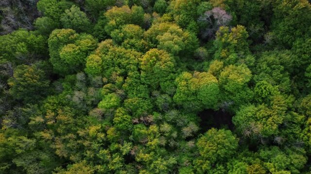 Early spring in forest aerial top view, countryside woodland, Drone zoom out oak tree above colorful texture in nature