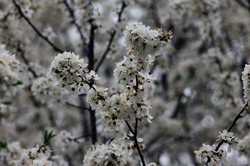 blossom in spring