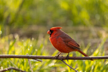 Northern Cardinal (Cardinalis cardinalis) on an April afternoon on the branches