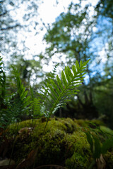 Hoja de planta con rayos de sol en bokeh
