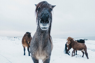 iceland horses in winter