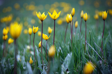 beautiful wild yellow tulips on the meadow