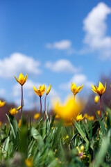 Fototapeta na wymiar beautiful wild yellow tulips on the meadow