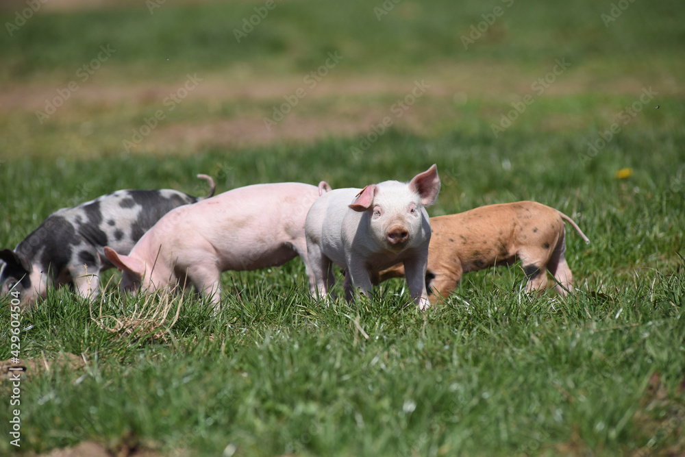 Sticker porc cochon elevage ferme agriculture ferme wallonie Belgique