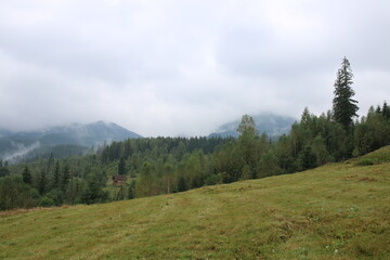 Fototapeta premium forest in the mountains