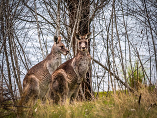 Pair Kangaroos In Sticks