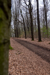 Fototapeta premium Waldweg
