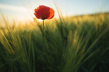 Single red poppy flower