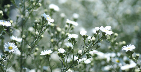 Cutter Aster Flower, Solidago Canadensis, Asteraceae, Biannials