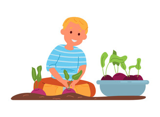 Cute Blonde Little Boy In Rubber Boots Sitting On The Ground Harvesting Beet Flat Vector Illustration. Isolated On White.