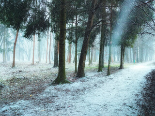 Forest in early spring. March in the woods. Foggy morning in the spring forest. End of winter. 