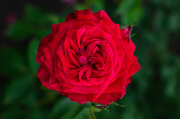 Beautiful flowers, red roses, bud, spring, warm weather, natural, petals, macro, on the street, greenhouse