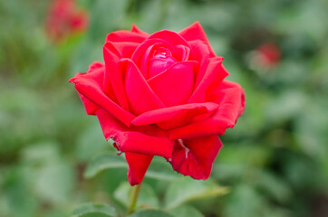 Beautiful flowers, red roses, bud, spring, warm weather, natural, petals, macro, on the street, greenhouse