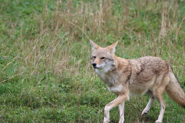 coyote