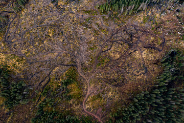 Representative image for Romania because of illegal logging. Romania has the most pristine forests from Europe that are in danger.