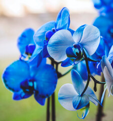 Blue orchid flowers on nature background