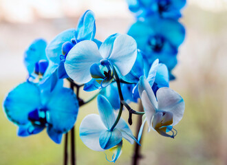 Fototapeta na wymiar Blue orchid flowers on nature background