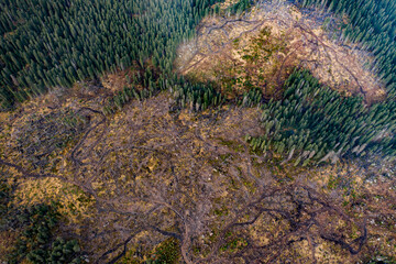 Representative image for Romania because of illegal logging. Romania has the most pristine forests from Europe that are in danger.