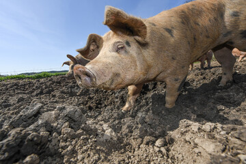 porc cochon elevage ferme agriculture ferme wallonie Belgique