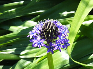 fleur d' Avril