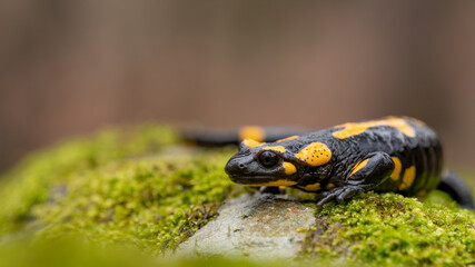 Fire salamander (Salamandra salamandra) on moss, macro shot