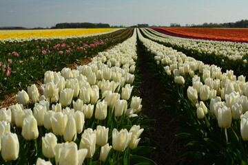 Tulpenfelder in April